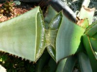 aloe-vera-hoja.jpg aloe-vera-hoja.jpg
