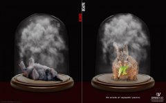 rabits small copia copia copia.jpg