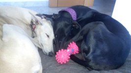 IMG_20161206_151223.jpg IMG_20161206_151223.jpg