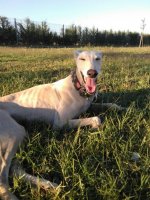 IMG-20160604-WA0005.jpg IMG-20160604-WA0005.jpg