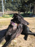 IMG-20170130-WA0002.jpg IMG-20170130-WA0002.jpg