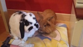 20160926_191706.jpg 20160926_191706.jpg