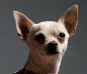 Dalí­ Chihuahua.jpg