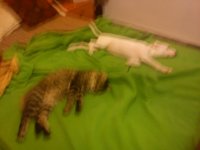 DSC00487.jpg DSC00487.jpg