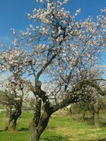 almendro1.jpg