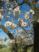 almendro2.jpg