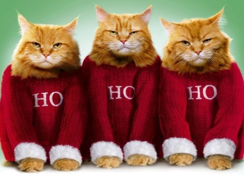 54596-Ho-Ho-Ho-Grumpy-Cats.jpg